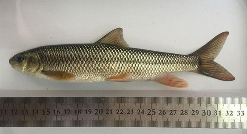Onychostoma Macrolepis