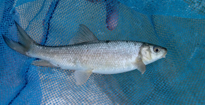 Capoeta Capoeta