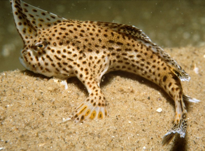 Брахионихты (brachionichthys hirsutus)