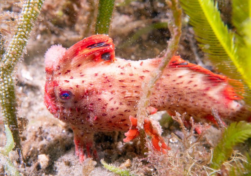 Thymichthys politus