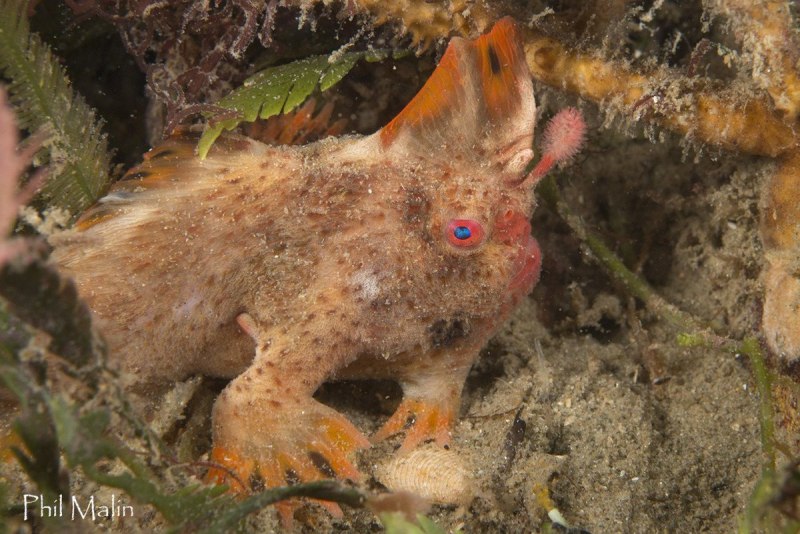 Thymichthys politus