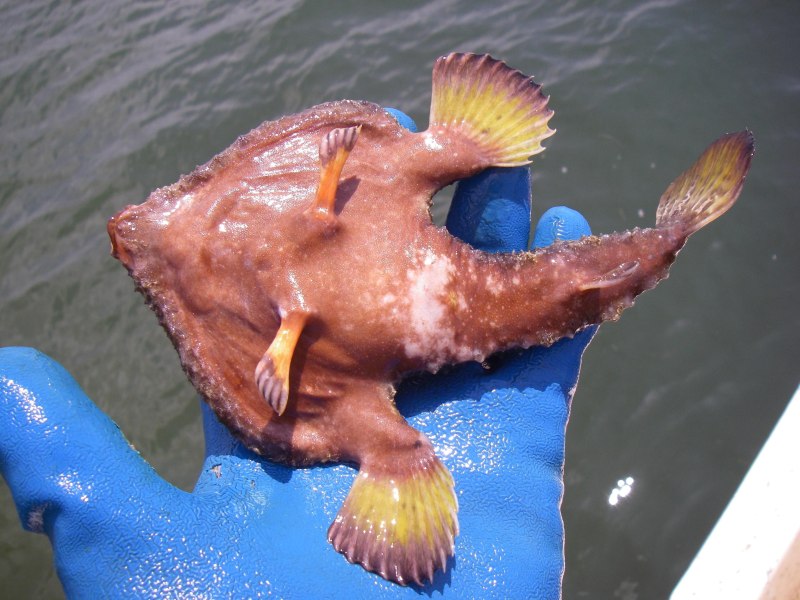 Морской нетопырь