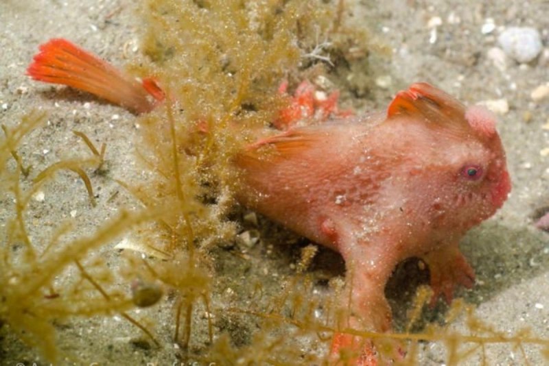 Thymichthys politus