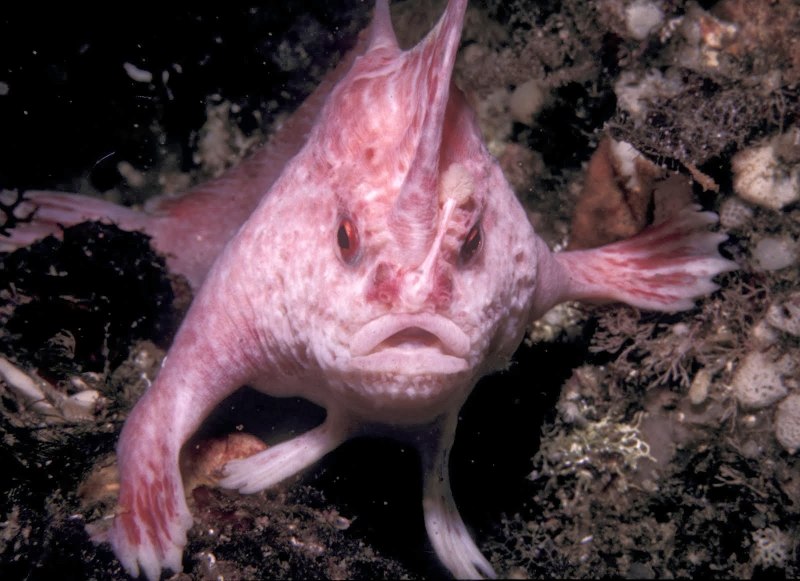 Cryptotora thamicola