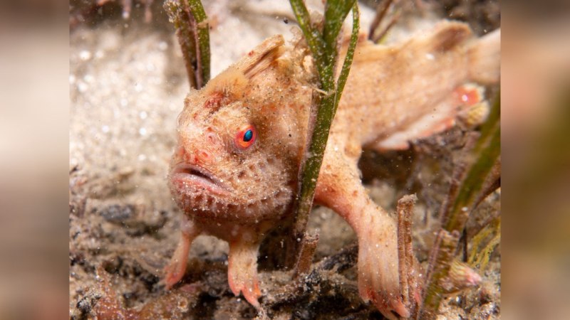 Thymichthys politus