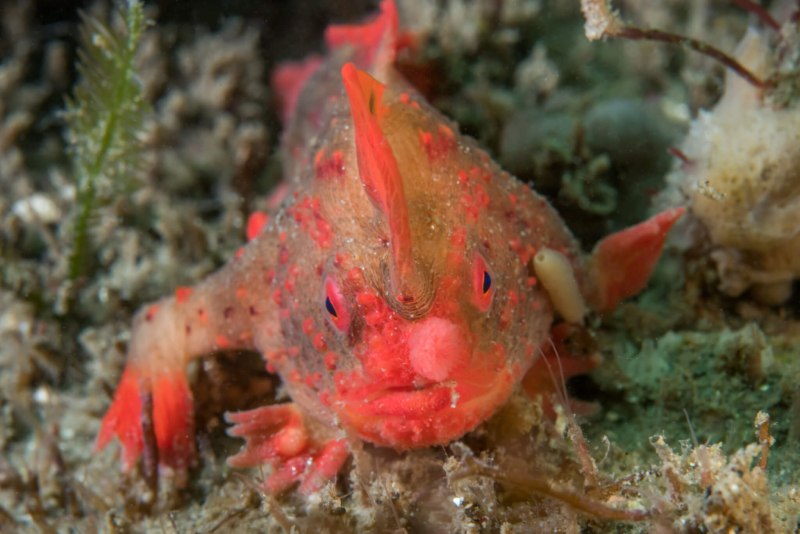 Thymichthys politus
