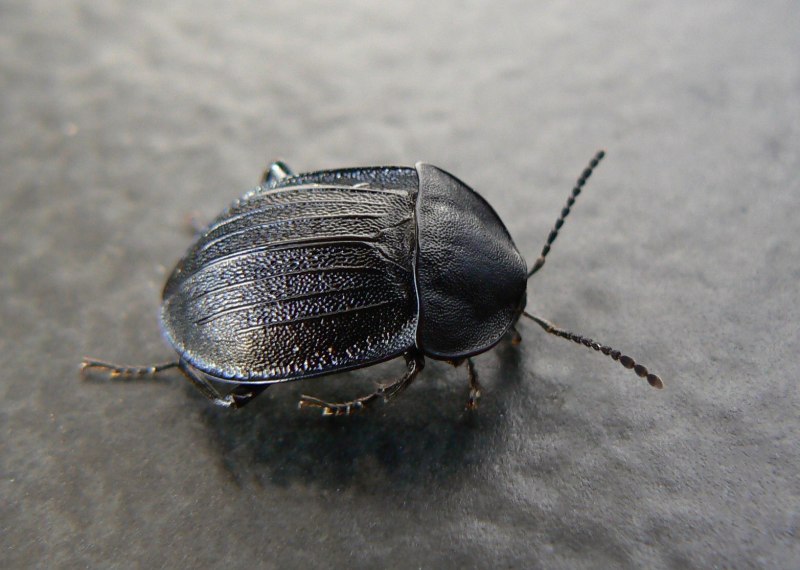 Phosphuga atrata