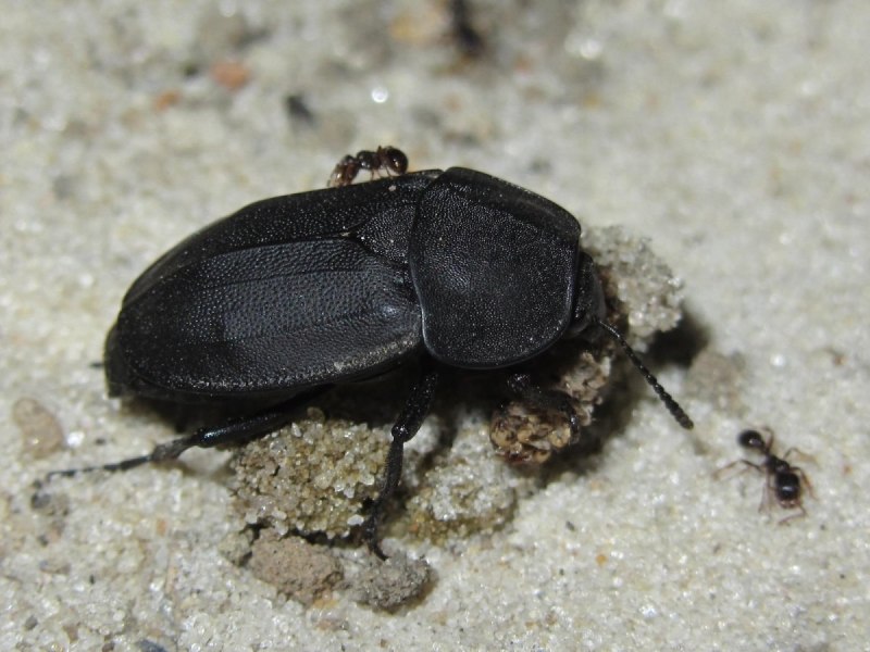 Silpha Obscura Жук