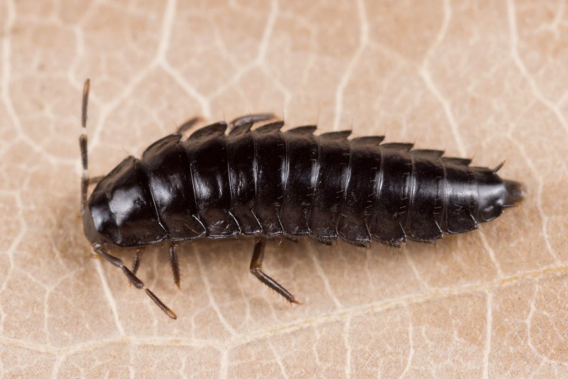 Phosphuga atrata