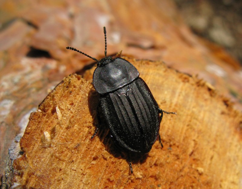 Silpha Obscura Жук
