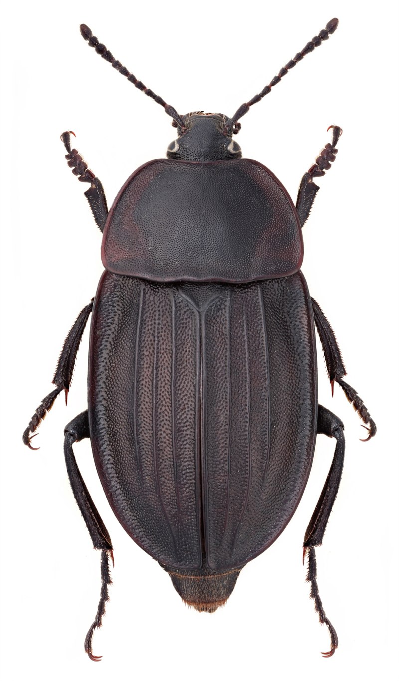 Silpha Obscura Жук