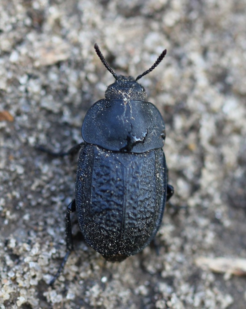 Aclypea undata