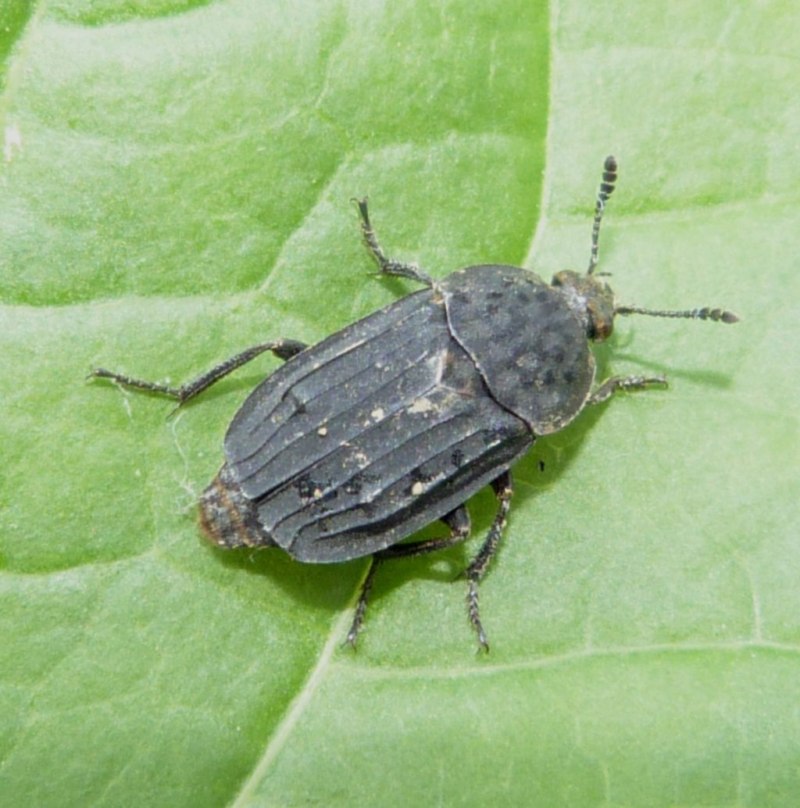 Thanatophilus rugosus