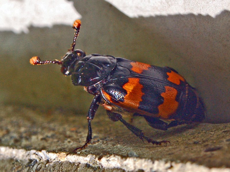Nicrophorus interruptus Жук
