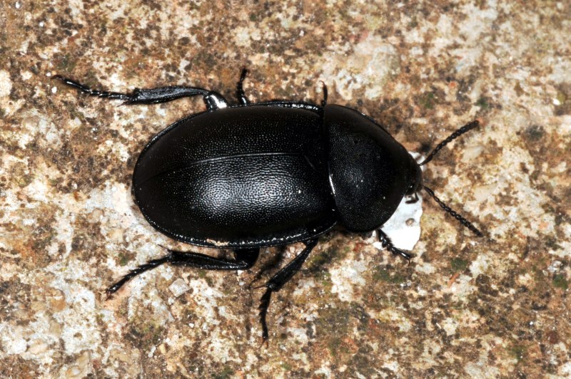 Ablattaria laevigata