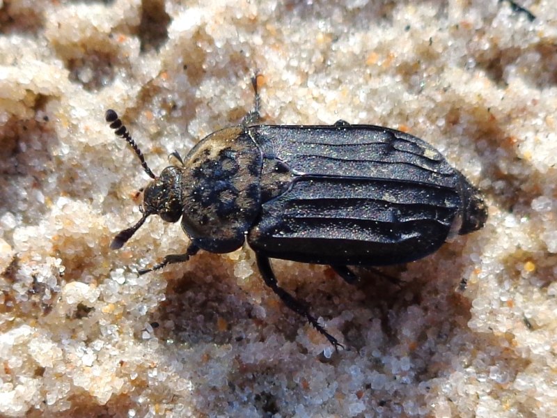 Thanatophilus sinuatus