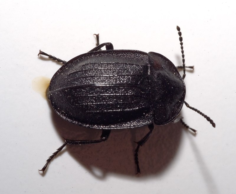 Phosphuga atrata