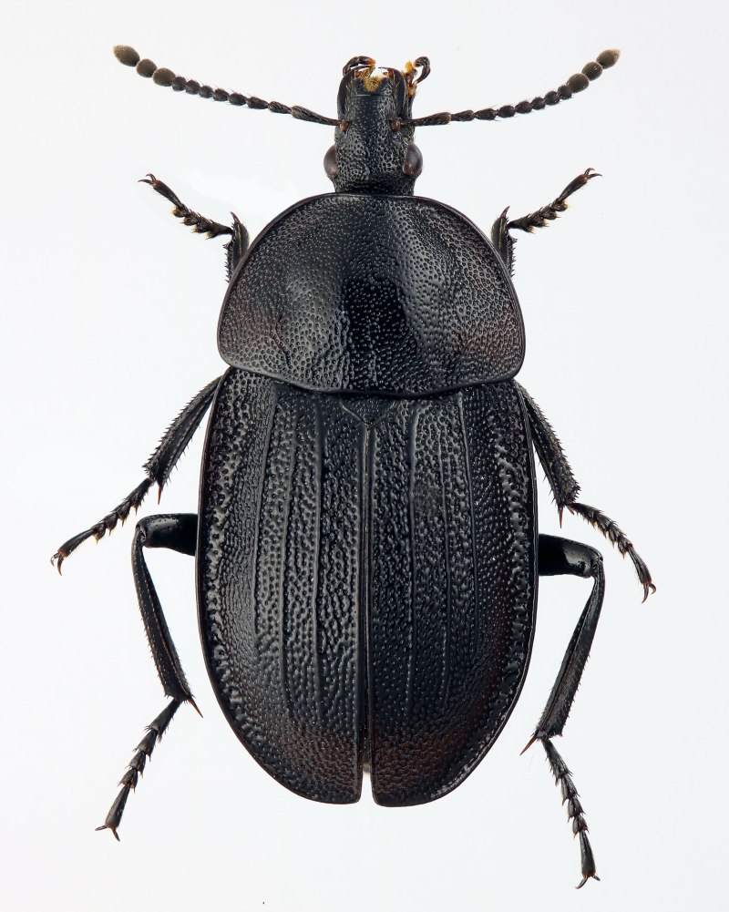 Phosphuga atrata