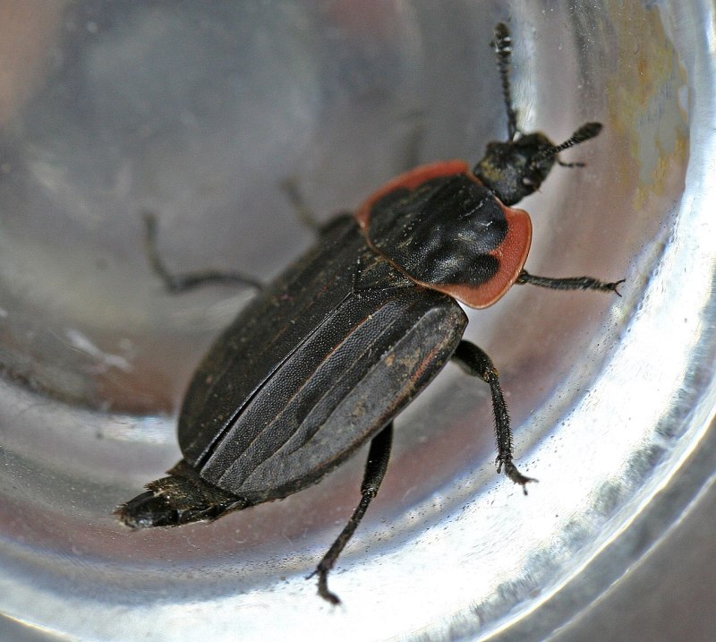Oiceoptoma subrufum