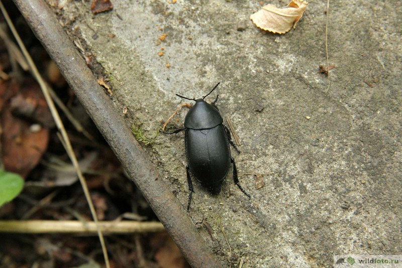 Ablattaria laevigata