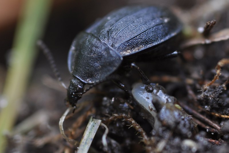 Silpha Obscura Жук