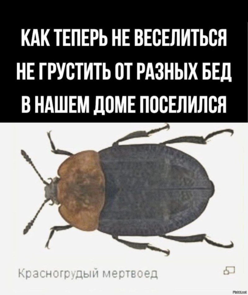 В нашем доме поселился красногрудый мертвоед