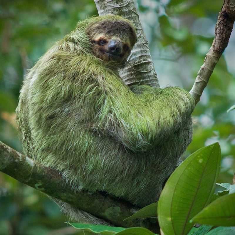 Bradypus torquatus – Ленивец ошейниковый