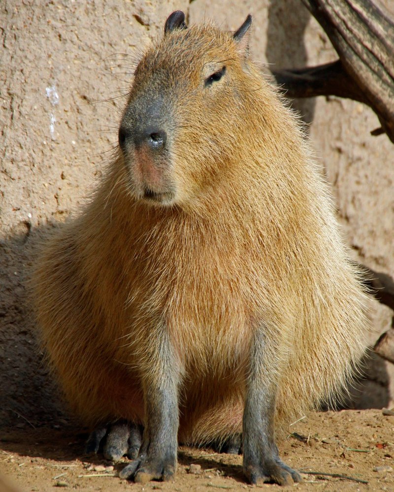 Капибара животное