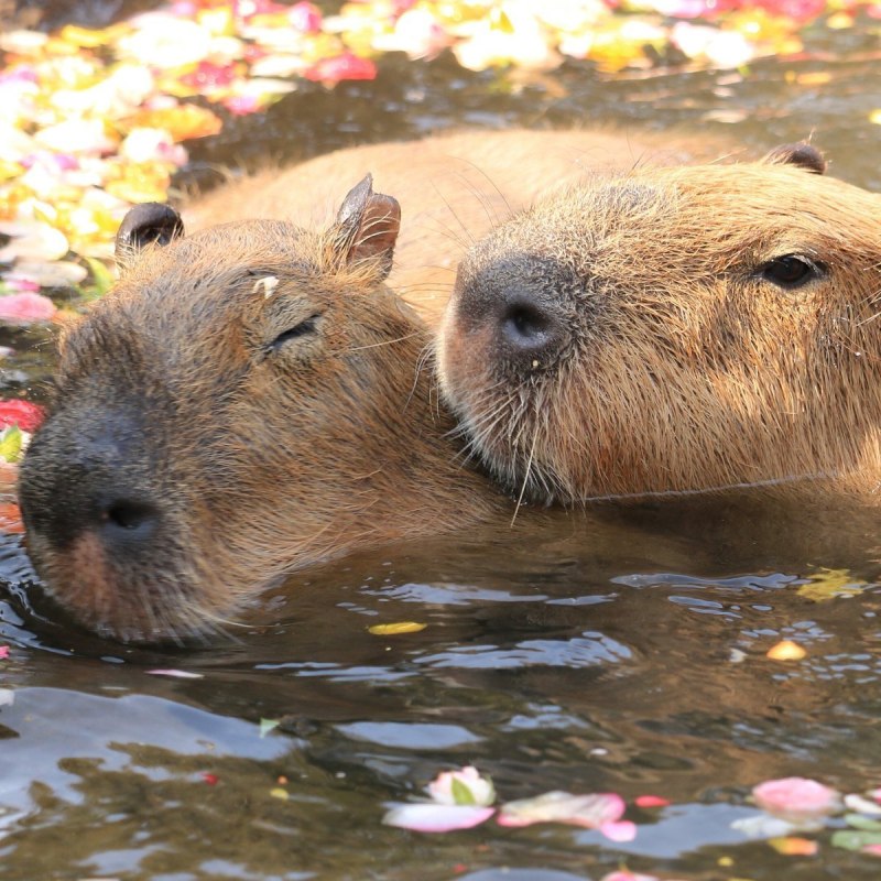 Водяная Свинка капибара