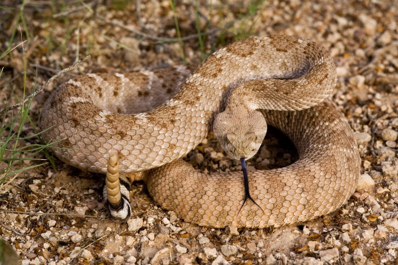 Crotalus Atrox