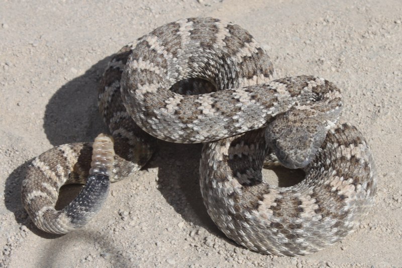 Crotalus stephensi