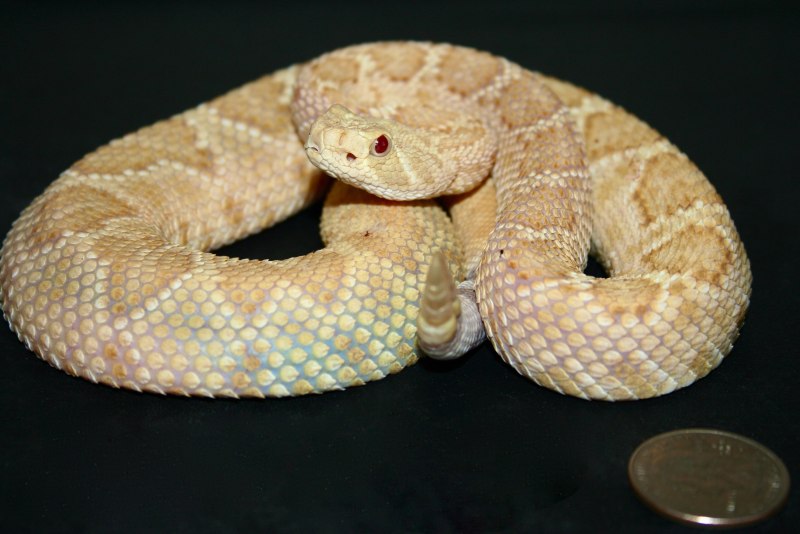 Crotalus Atrox