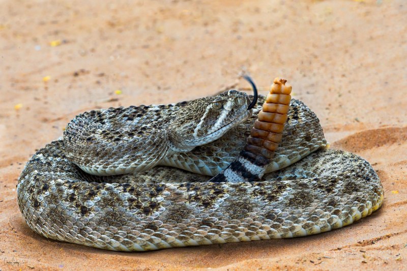Western Diamondback Rattlesnake