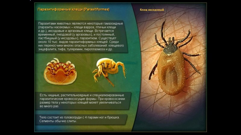 Клещи постоянные паразиты человека
