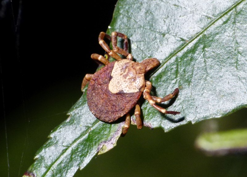 Amblyomma variegatum