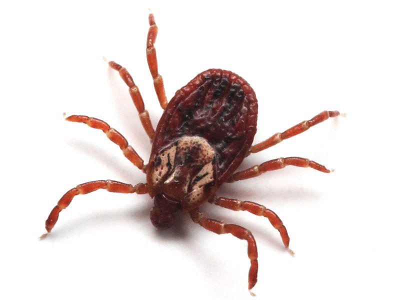 Dermacentor marginatus пастбищный клещ