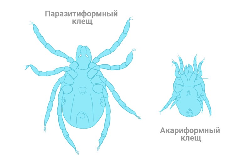 Строение паразитиформных клещей