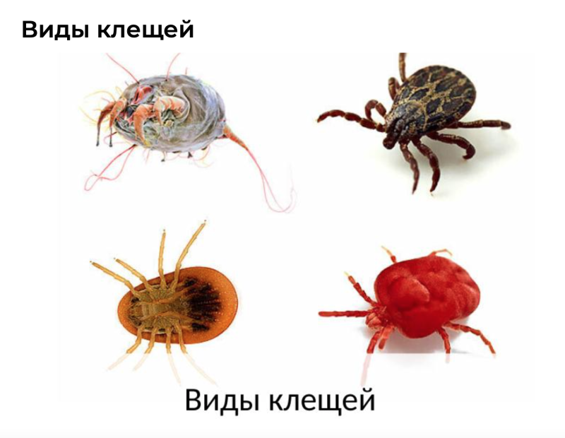 Клещи: иксодовый, чесоточный,
