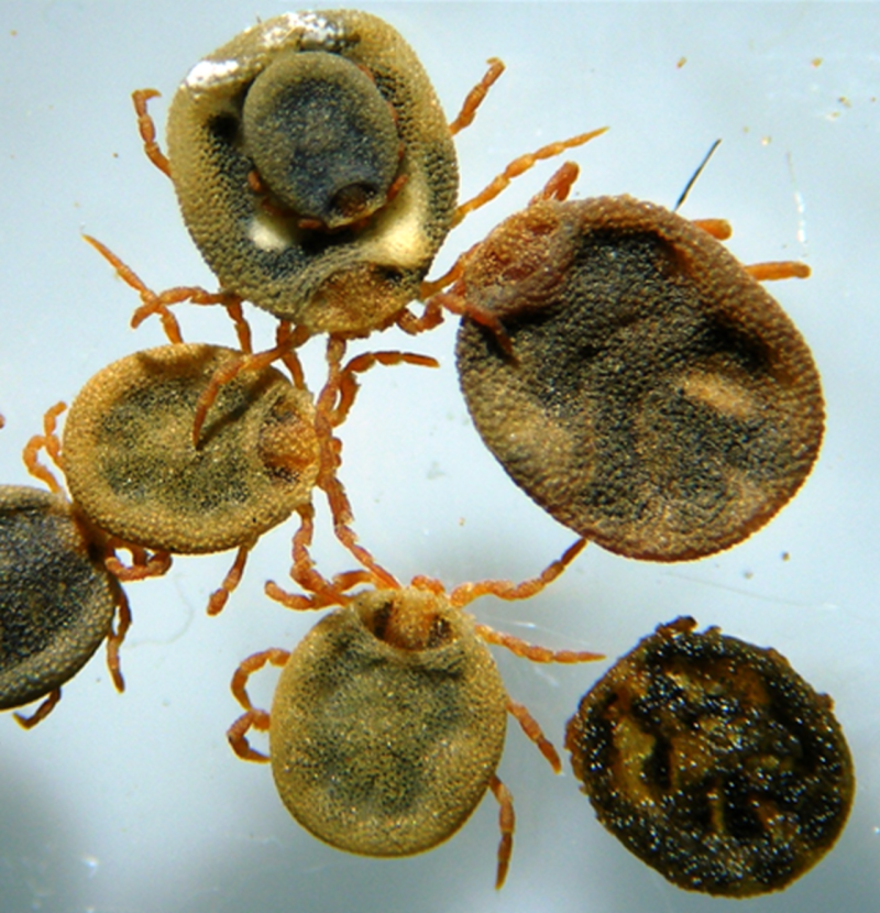 Nuttalliella Namaqua