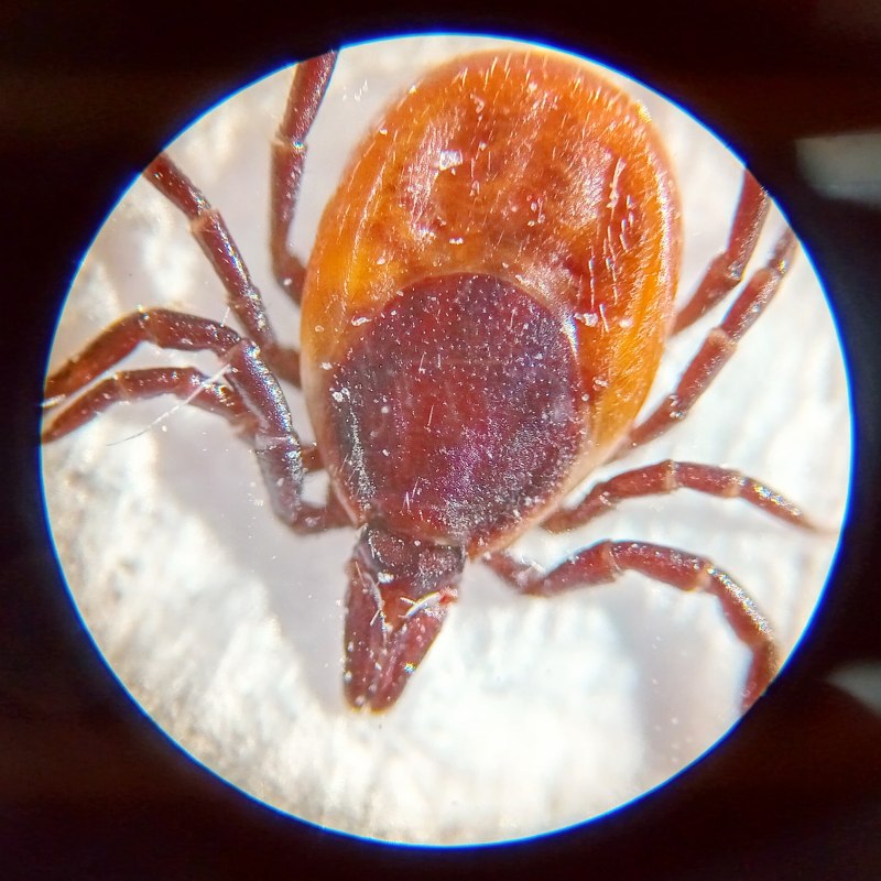 Ixodidae иксодовые клещи
