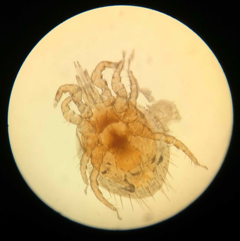 Dermanyssus gallinae строение