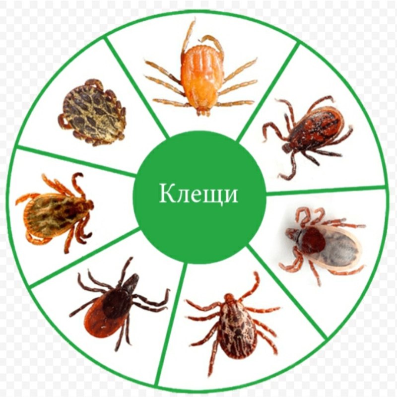 Клещи насекомые