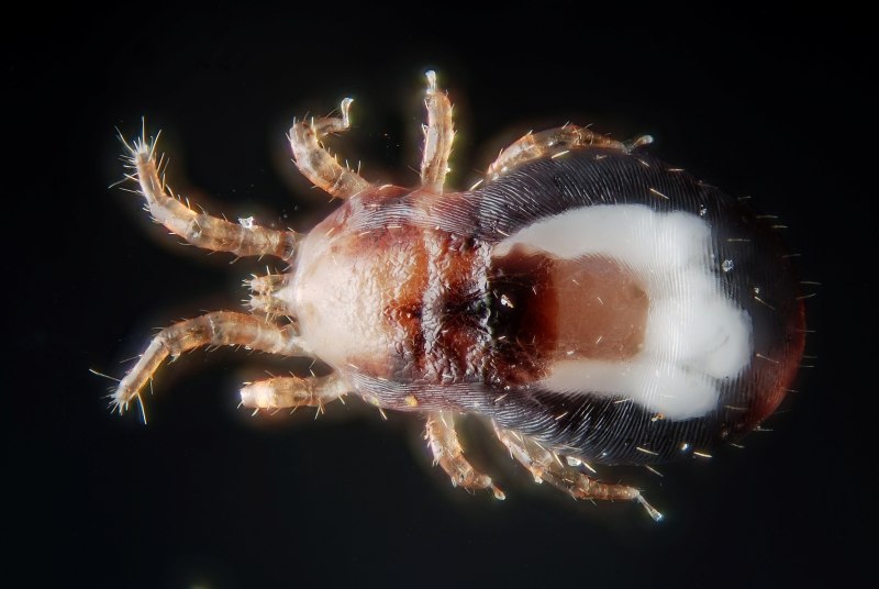 Куриный клещ (Dermanyssus gallinae)