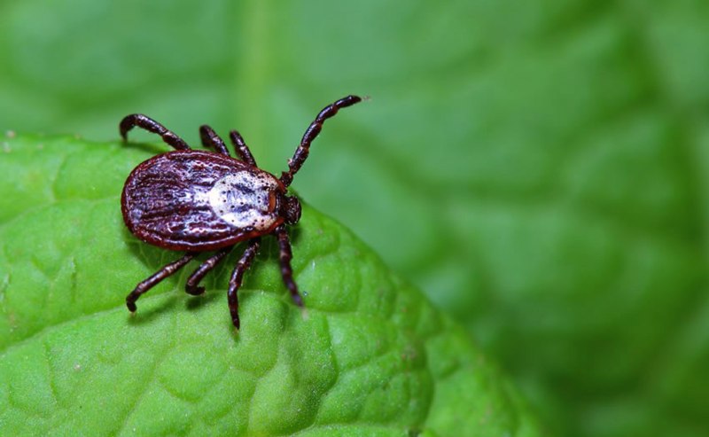 Черноногий клещ (Ixodes scapularis)