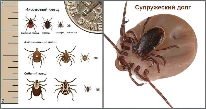 Копуляция у иксодовых клещей