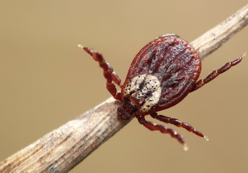 Dermacentor marginatus переносчик