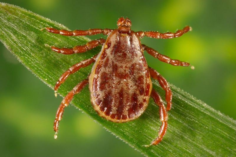 Собачий клещ Ixodes Ricinus