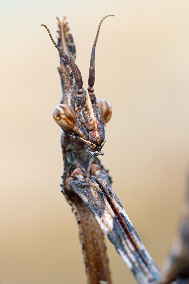 Empusa pennata