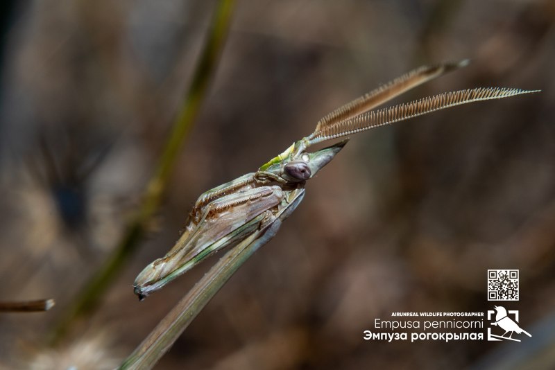 Empusa pennicornis
