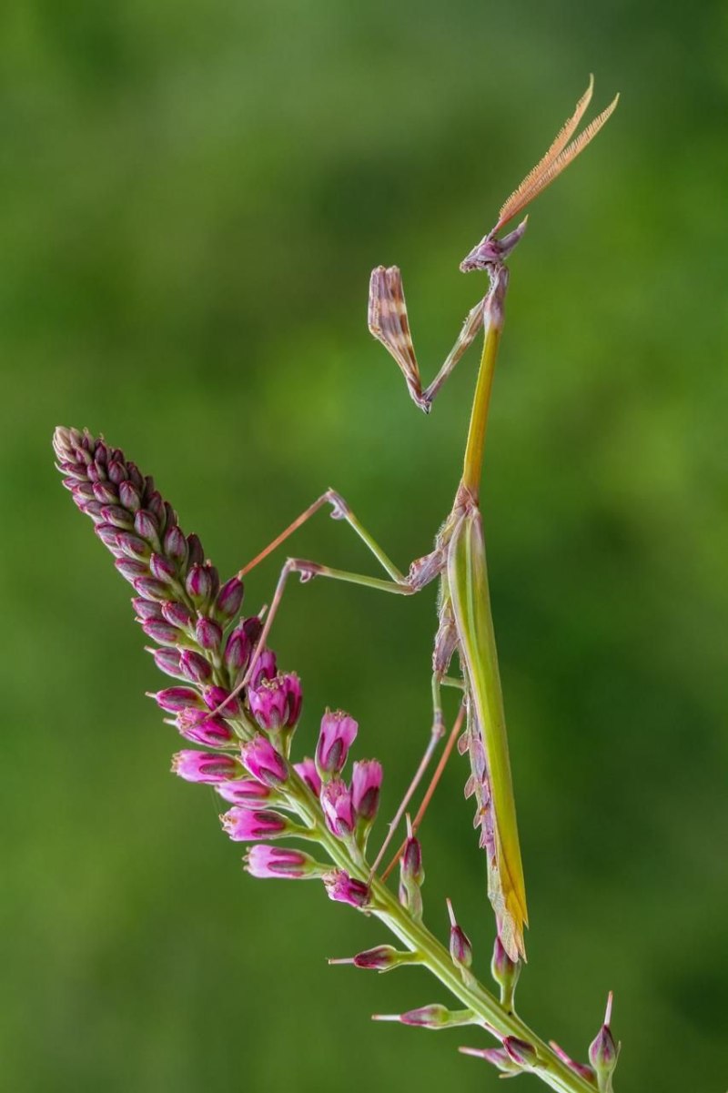 Empusa